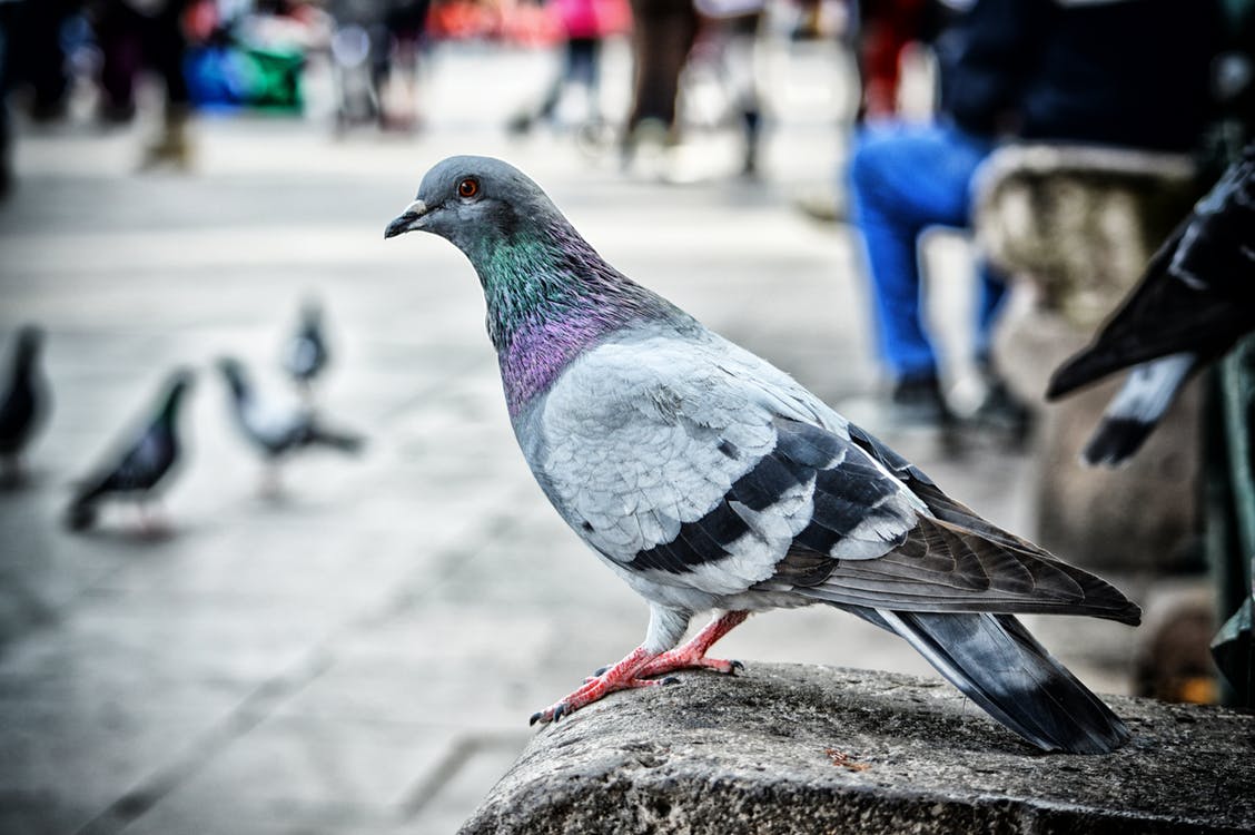 Seis dicas essenciais sobre o manejo de pombos