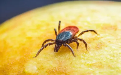 Conheça as doenças que os carrapatos podem transmitir