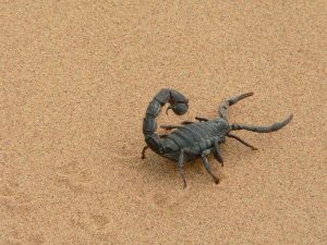 4 problemas que causa a falta de controle de escorpiões