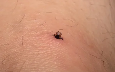 Proteja seu animal de estimação com a dedetização de carrapatos