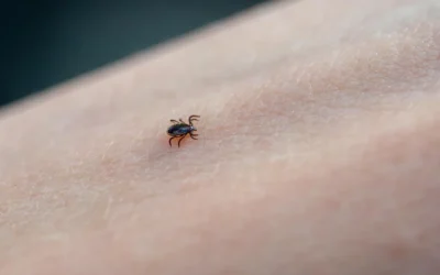 Dedetização de carrapatos em Mato Grosso