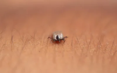 Informações essenciais sobre a Dedetização de carrapatos