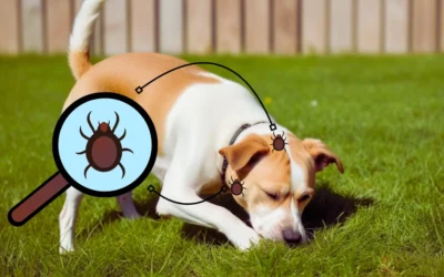 Cuidado com as infestações de Pulgas e Carrapatos