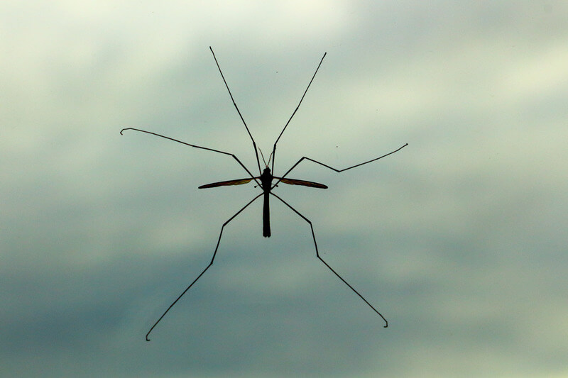 Dedetização de mosquitos: Saiba como Funciona o Serviço