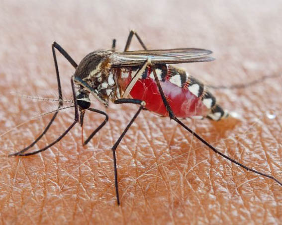 Dedetização de mosquitos em Cuiabá