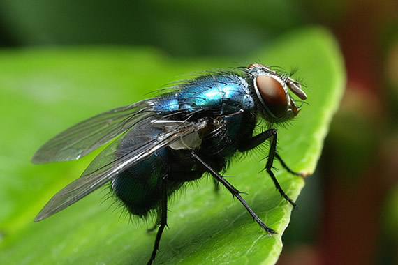Infestação de moscas varejeiras: Como controlar?