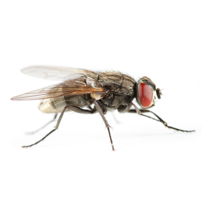 Dedetização - Problemas causados pelas moscas