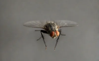 Controle de mosca doméstica: Como proceder?