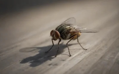 Controle de moscas: conheça os métodos efetivos