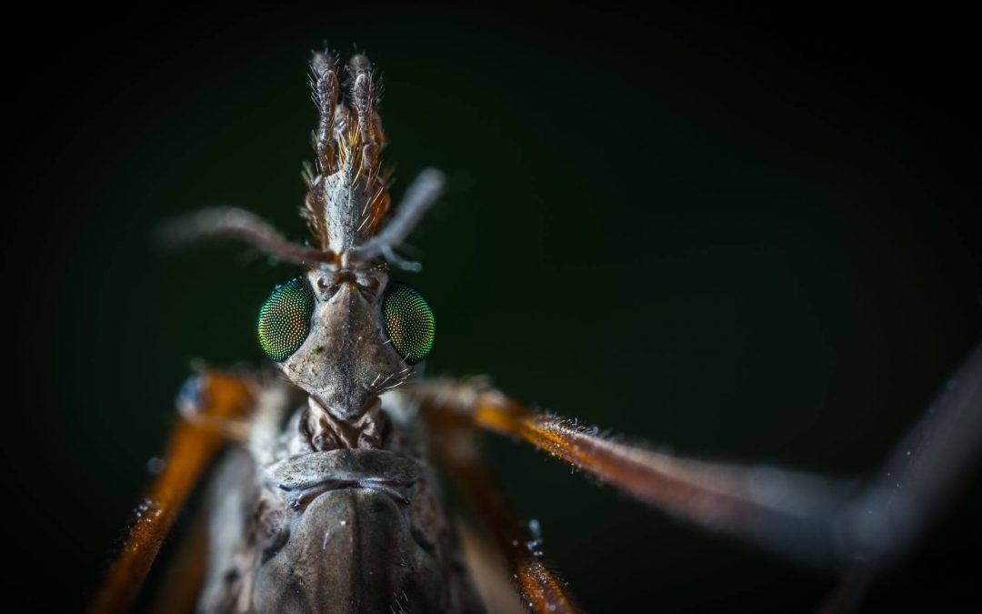 A Dedetização de Mosquitos Pode Te Salvar Dessas Doenças
