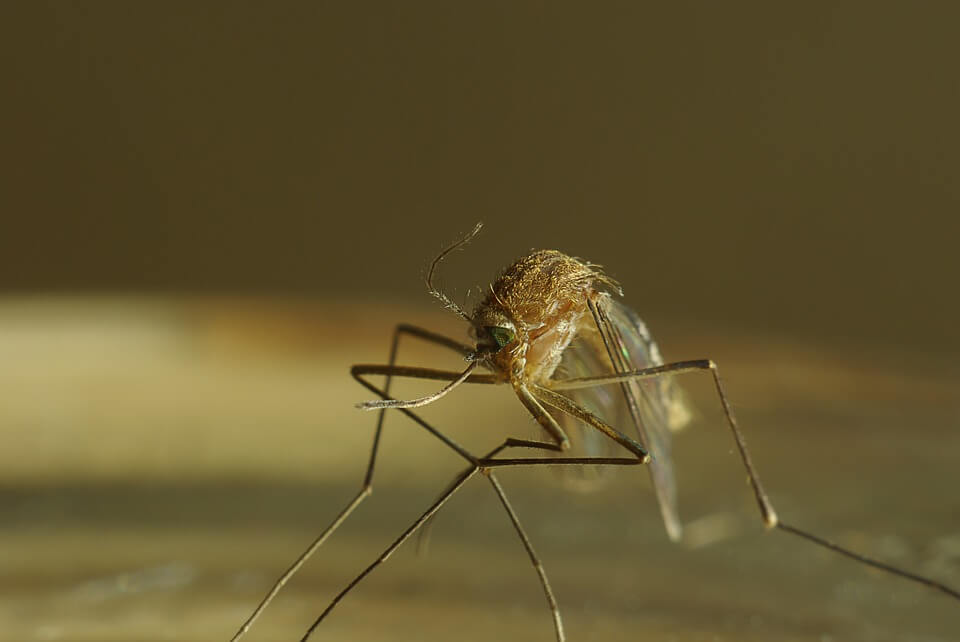 Dedetização de mosquitos: conheça as espécies mais perigosas