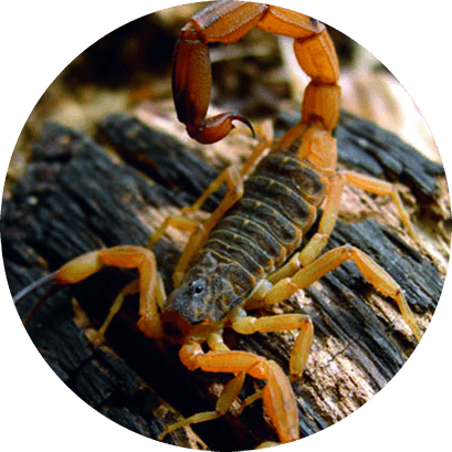 Dedetização de escorpiões em Cuiabá – Mato Grosso