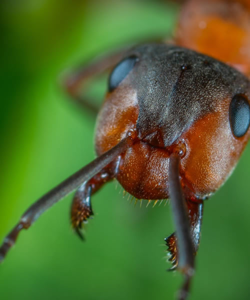 Dedetização de formigas em Cuiabá – Mato Grosso