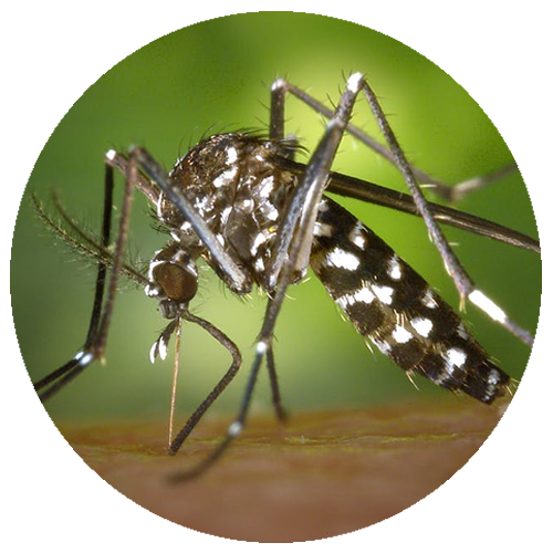 Dedetização de mosquitos em Cuiabá – Mato Grosso