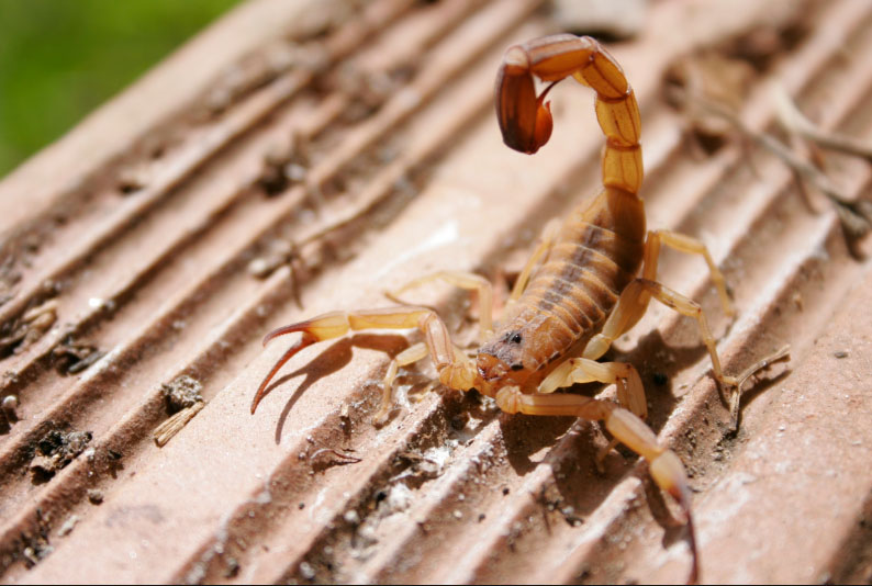Manutenção do ambiente contra escorpiões