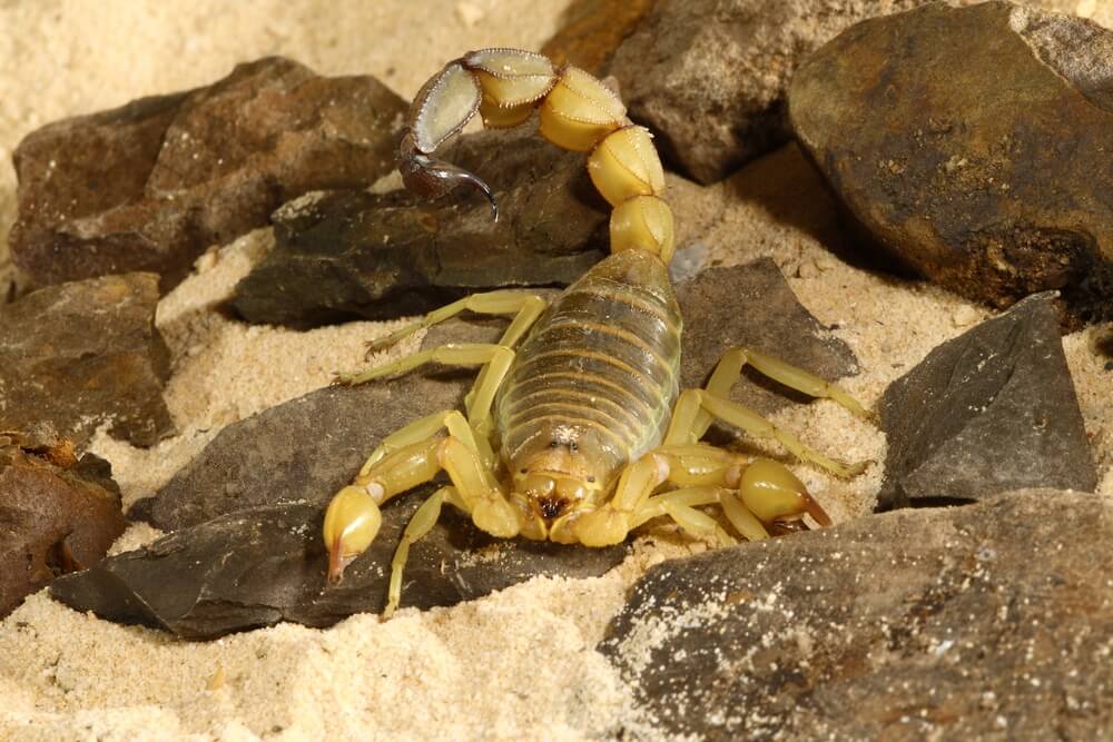 Dedetização de escorpião: Como funciona?