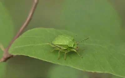 Manejo Integrado de Pragas em Fazendas