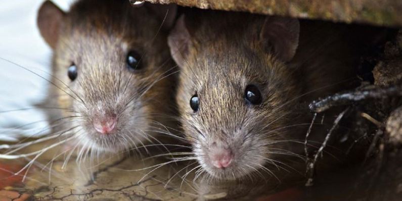 Como uma Dedetizadora de Ratos pode Ajudar na Prevenção Dessas Pragas Urbanas? | Prestaserv