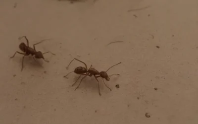 Soluções preventivas para pragas em Rondonópolis: veja o que fazer