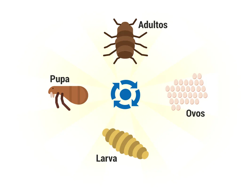 Pulgas // Biologia das Pulgas, Fotos, Ciclo de Vida // Dedetizadora