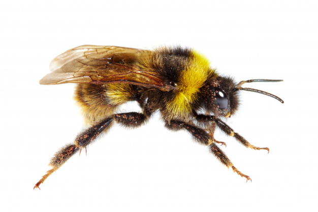 Abelhas, vespas e marimbondos | Ciclo de Vida das Abelhas