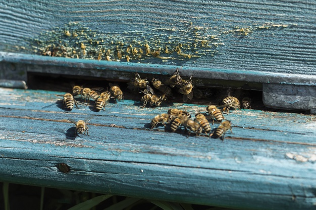 Abelhas, vespas e marimbondos | Ciclo de Vida das Abelhas