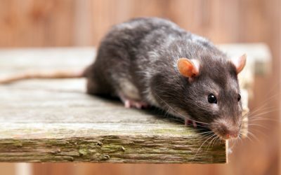 Dedetização de ratos: Como se livrar dessas pragas urbanas?