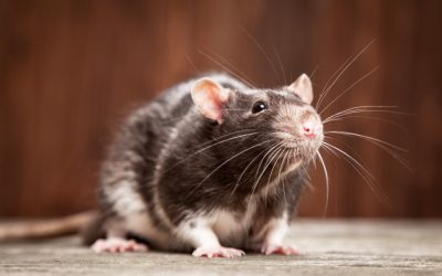 Dedetização de ratos: veneno funciona?
