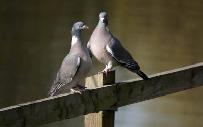 Afastar pombos: qual é a melhor forma de lidar com os animais?