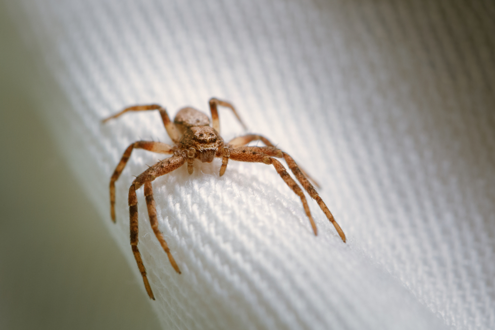Dedetização de aranhas: por que realizar o tratamento com uma empresa experiente?