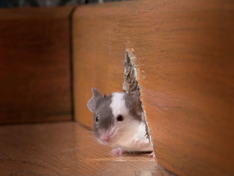 Barreira contra ratos: entenda como ela atua no controle