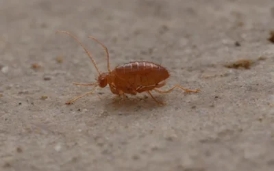 Dedetização de Pulgas e Carrapatos em terrenos: entenda a importância