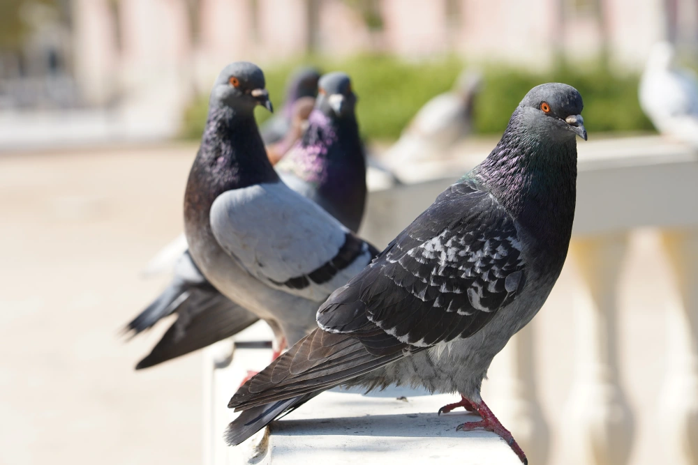 Algumas informações sobre controle de pombos: conheça a legislação