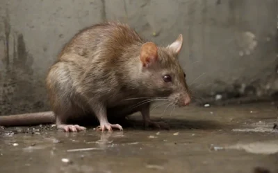 Quais são as fontes de alimentação dos ratos?