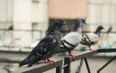 Repelentes eletrônicos de pombos: mitos e verdades