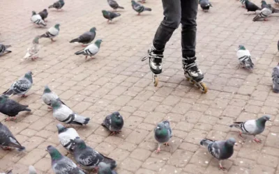 Soluções sustentáveis e naturais para Controle de Pombos