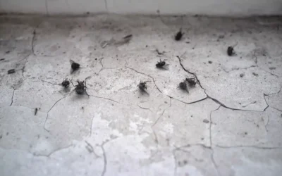 Principais métodos de controle de moscas para cozinhas profissionais e residenciais