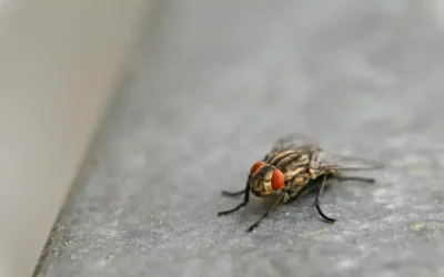 Uso de armadilhas e repelentes naturais contra moscas: dicas e truques