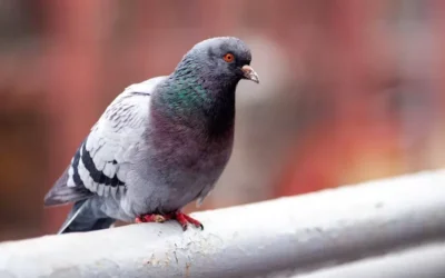 Como prevenir a presença de pombos em edifícios: barreiras físicas, repelentes e técnicas de instalação