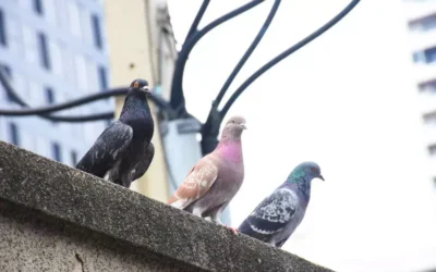 Métodos sustentáveis de controle de pombos: soluções que respeitam o bem-estar animal e a legislação local