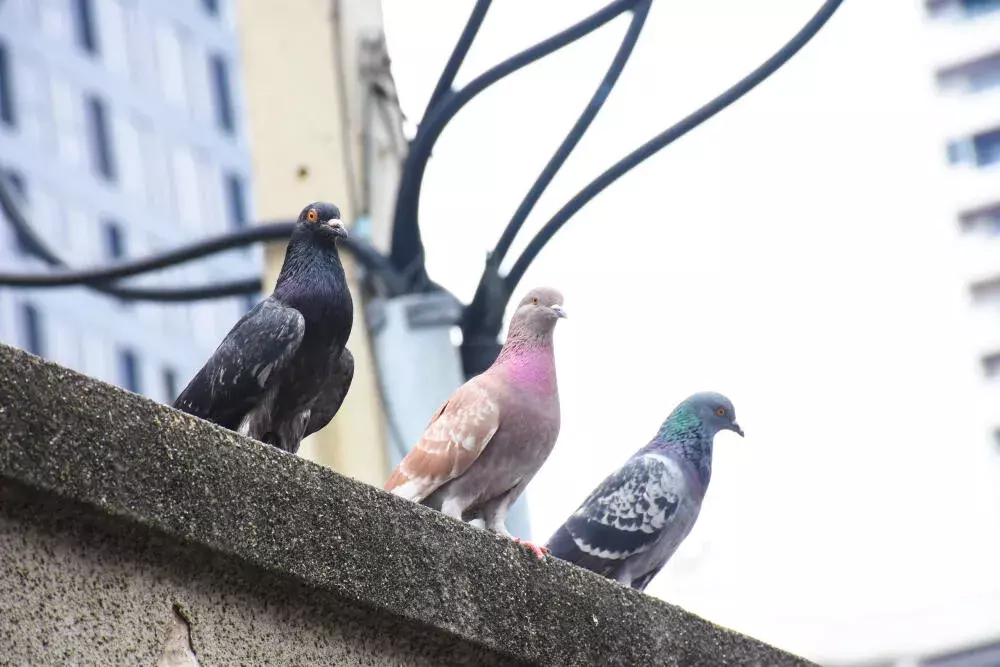 Métodos sustentáveis de controle de pombos: soluções que respeitam o bem-estar animal e a legislação local