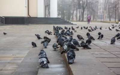 Riscos à saúde e danos estruturais: os principais problemas causados pelos pombos em telhados