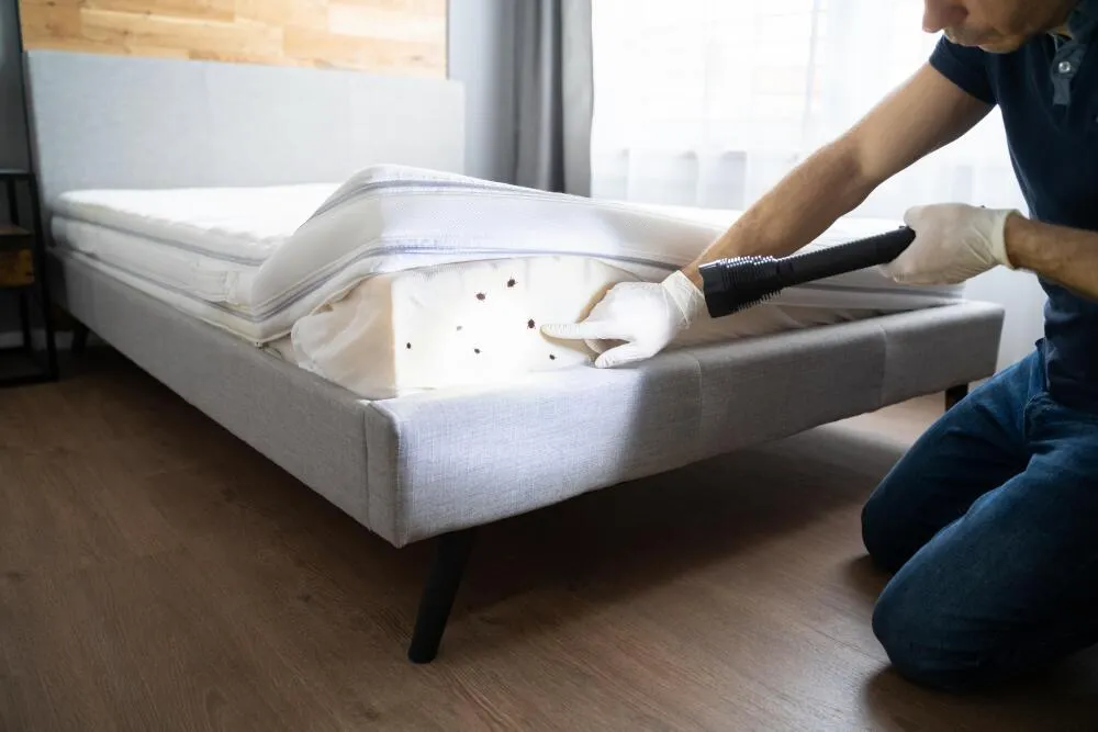 Percevejos de Cama // Biologia, Ciclo de vida, Curiosidades, Tipos Percevejos de Cama // Biologia, Ciclo de vida, Curiosidades, Tipos