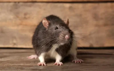 Principais espécies de roedores em Cuiabá: conheça os tipos mais comuns