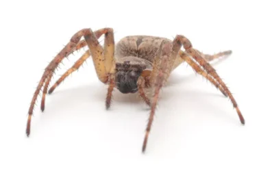 Principais espécies de aranhas em Cuiabá: como identificar e compreender seus hábitos