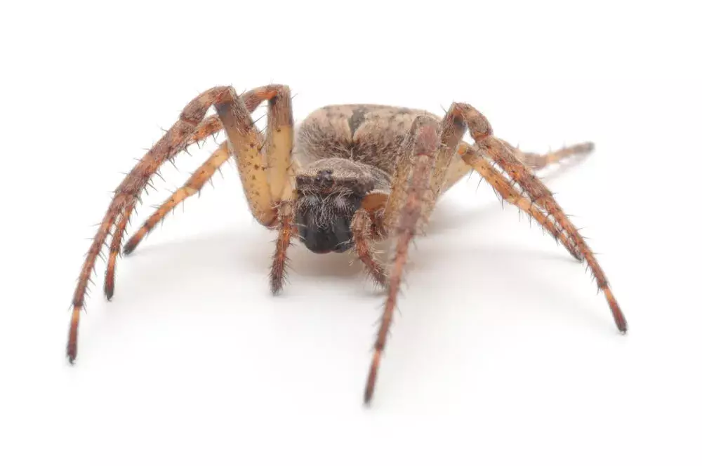 Principais espécies de aranhas em Cuiabá: como identificar e compreender seus hábitos Principais espécies de aranhas em Cuiabá: como identificar e compreender seus hábitos