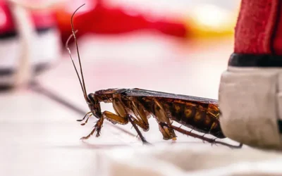 Soluções naturais para manter sua casa livre de pragas durante o calor