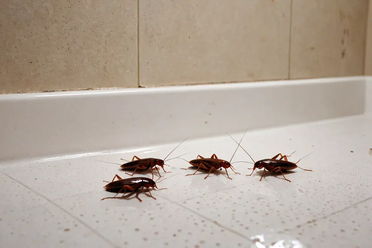 Controle de pragas urbanas em Cuiabá – MT: riscos comuns no início do ano