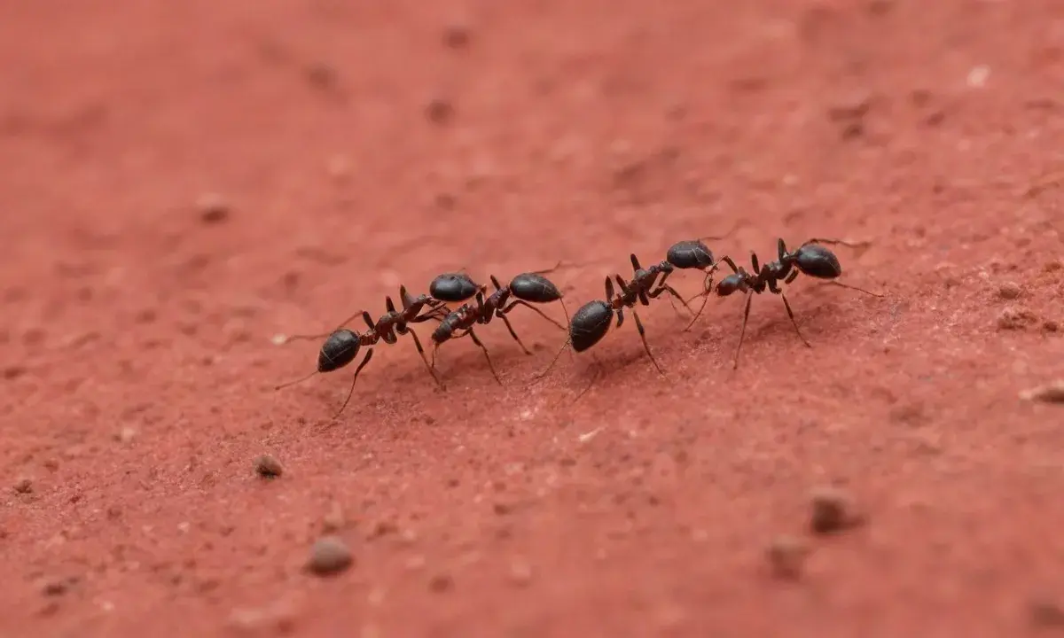 Controle de pragas em empresas em Cuiabá – MT: impactos na operação e na imagem do negócio Controle de pragas em empresas em Cuiabá – MT: impactos na operação e na imagem do negócio
