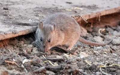 Dedetização em Cuiabá – MT e conformidade legal: o que empresas e condomínios precisam saber